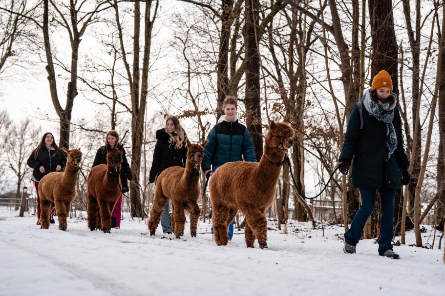 Alpacafarm Vorstenbosch X Time To Shine Pageants Alpacafarm Vorstenbosch X Time To Shine Pageants
